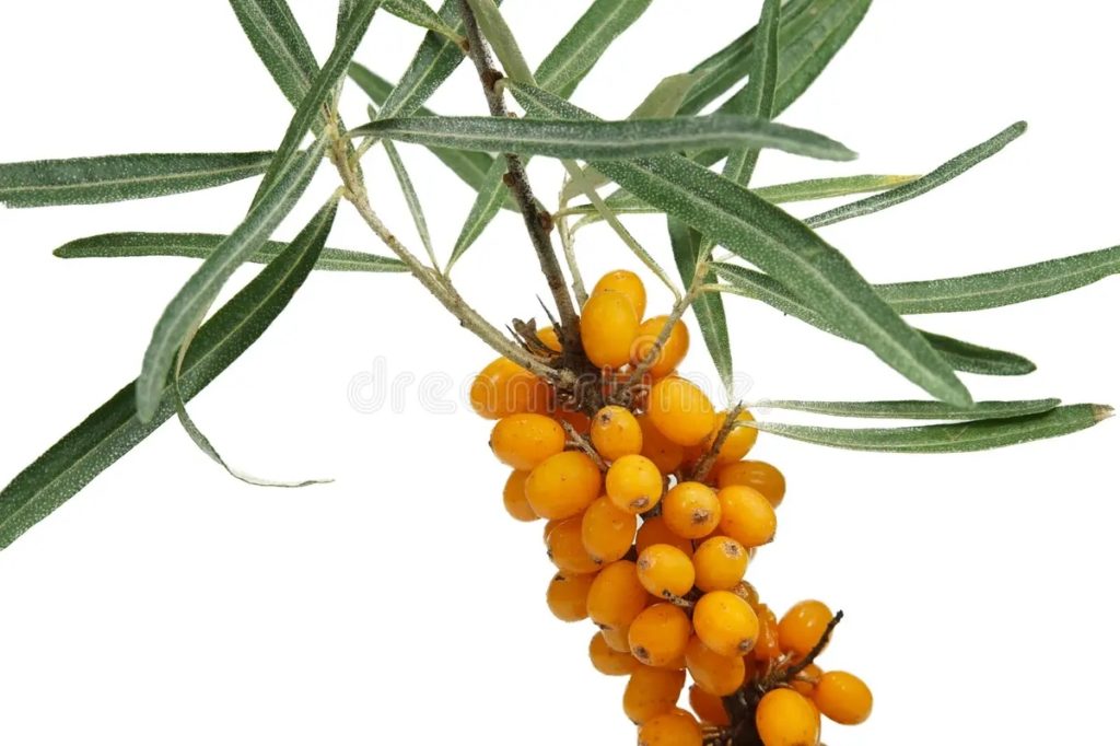 Облепиха крушиновидная / ©dreamstime Облепиха крушиновидная