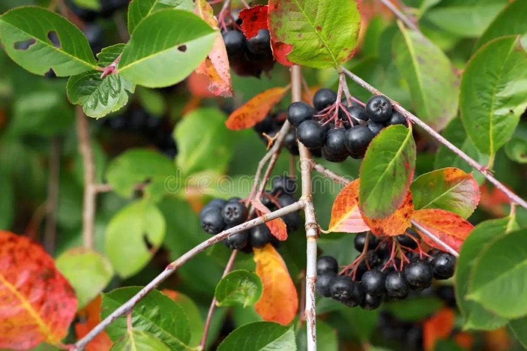 Арония черноплодная, (лат. Aronia melanocarpa)&nbsp;