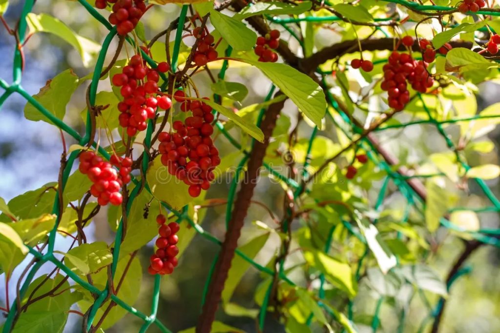 Лимонник китайский (Schisandra chinensis)