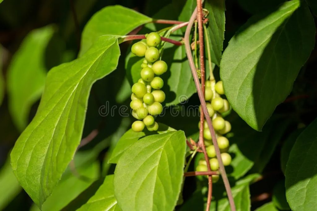 Лимонник китайский (Schisandra chinensis) ранние плоды