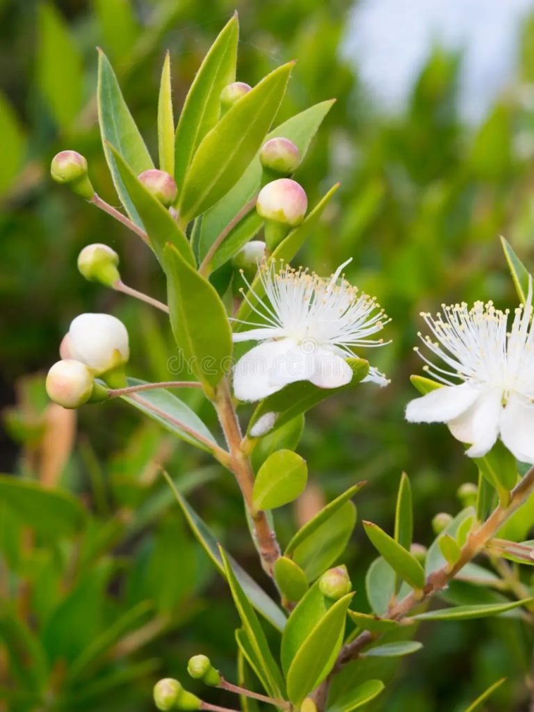 Мирт обыкновенный (Myrtus communis) / stock-photo dreamstime Мирт обыкновенный (Myrtus communis)