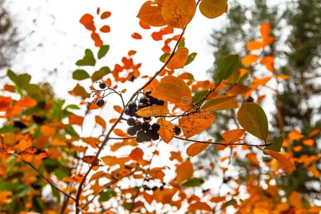  Арония черноплодная, (лат. Aronia melanocarpa)&nbsp; 