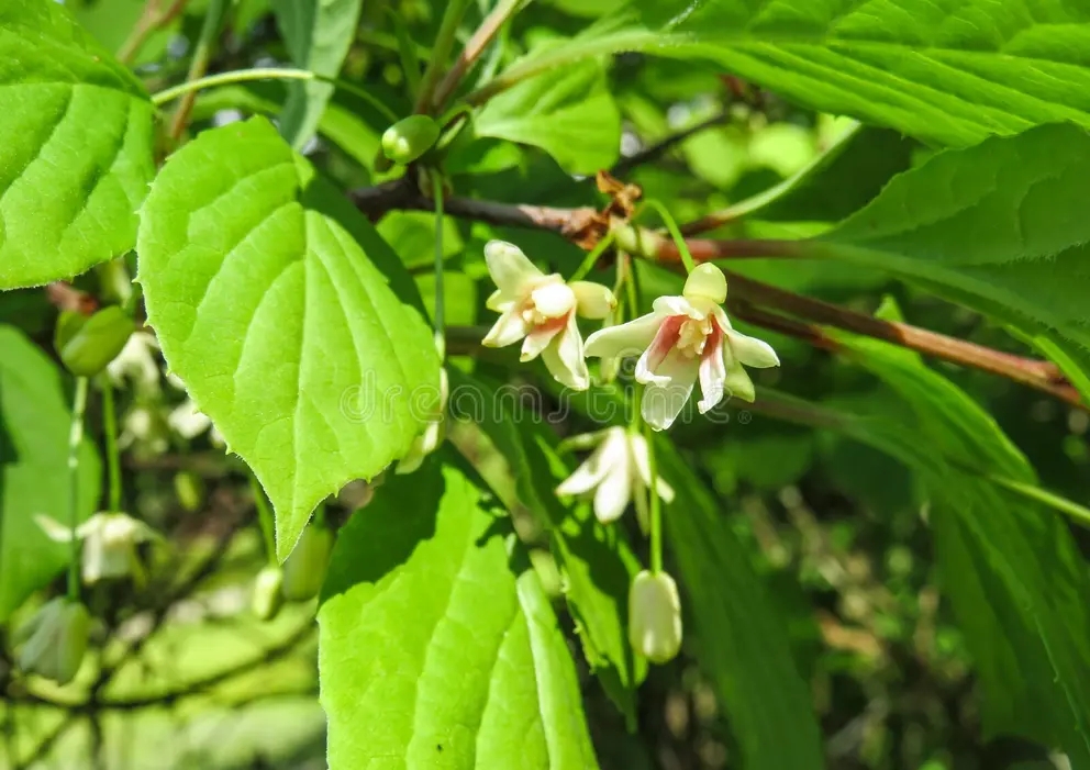 Лимонник китайский (Schisandra chinensis) цветение 