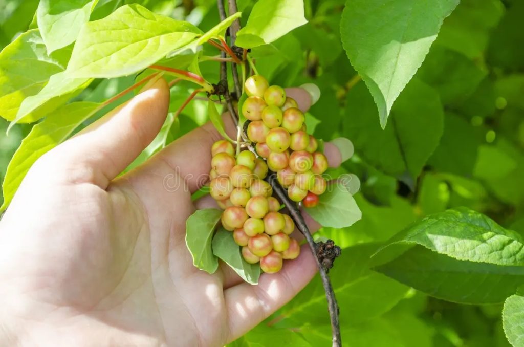 Лимонник китайский (Schisandra chinensis) ранние плоды