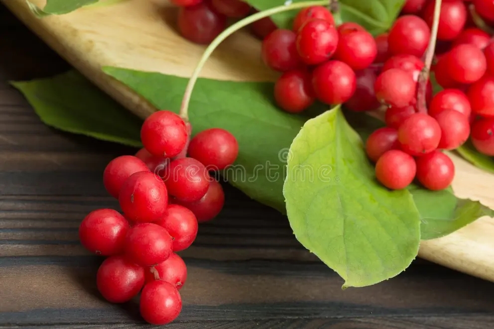 Лимонник китайский (Schisandra chinensis) плоды