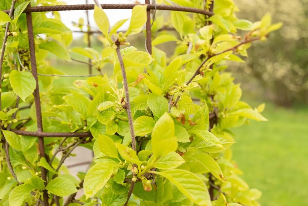 Лимонник китайский (Schisandra chinensis) листва