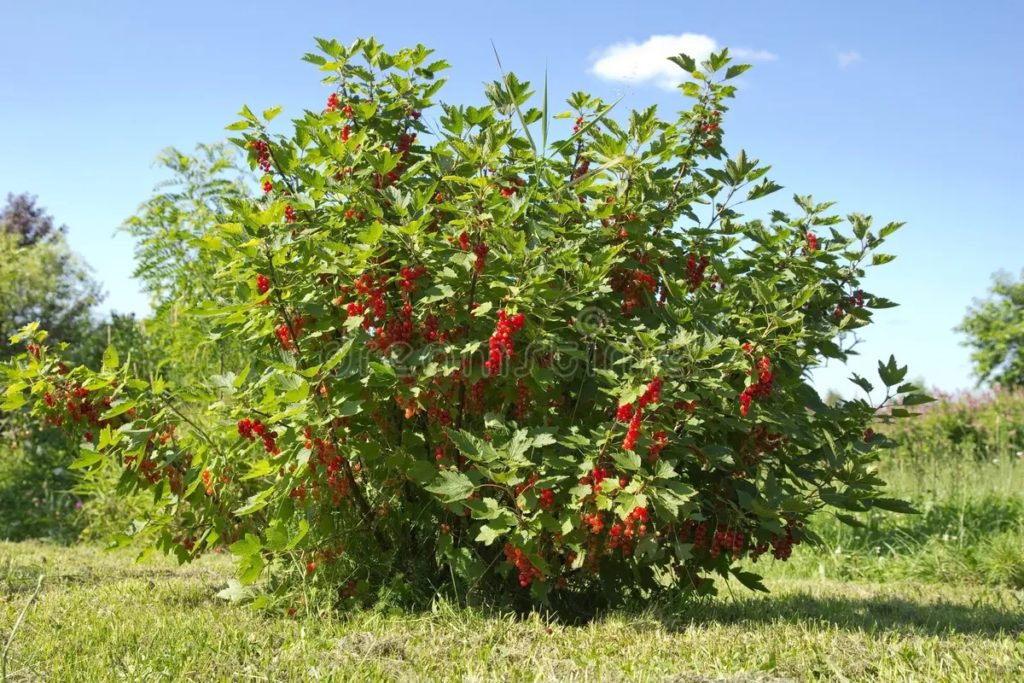 Красная смородина
