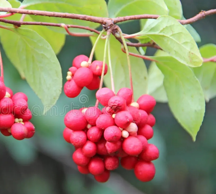 Лимонник китайский (Schisandra chinensis) плоды