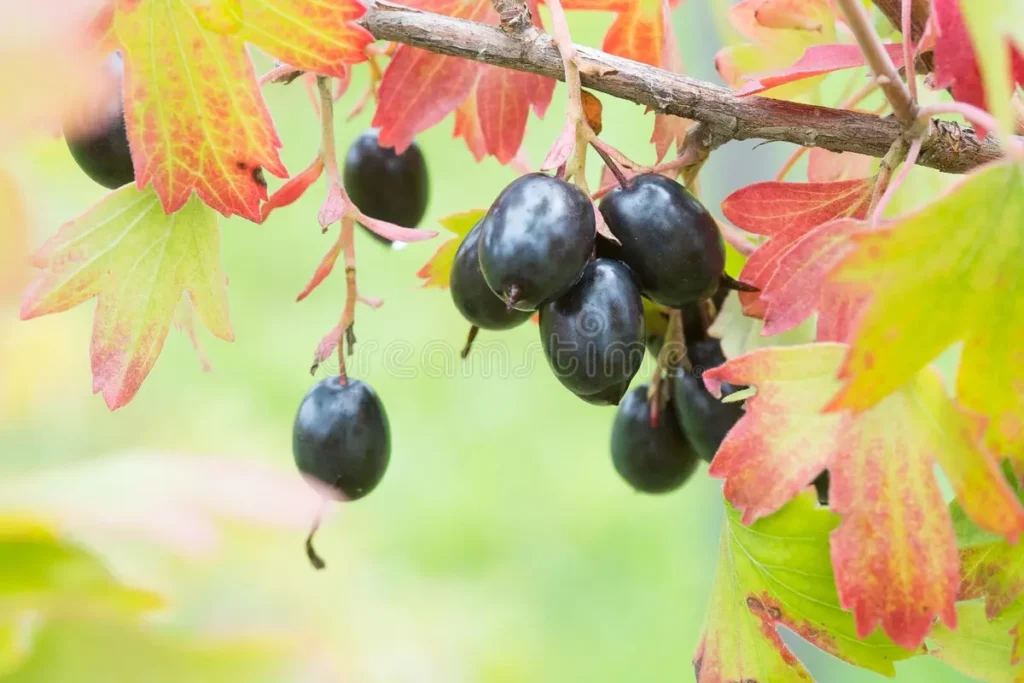 Золотистая смородина (Ribes aureum) имеет чёрные ягоды