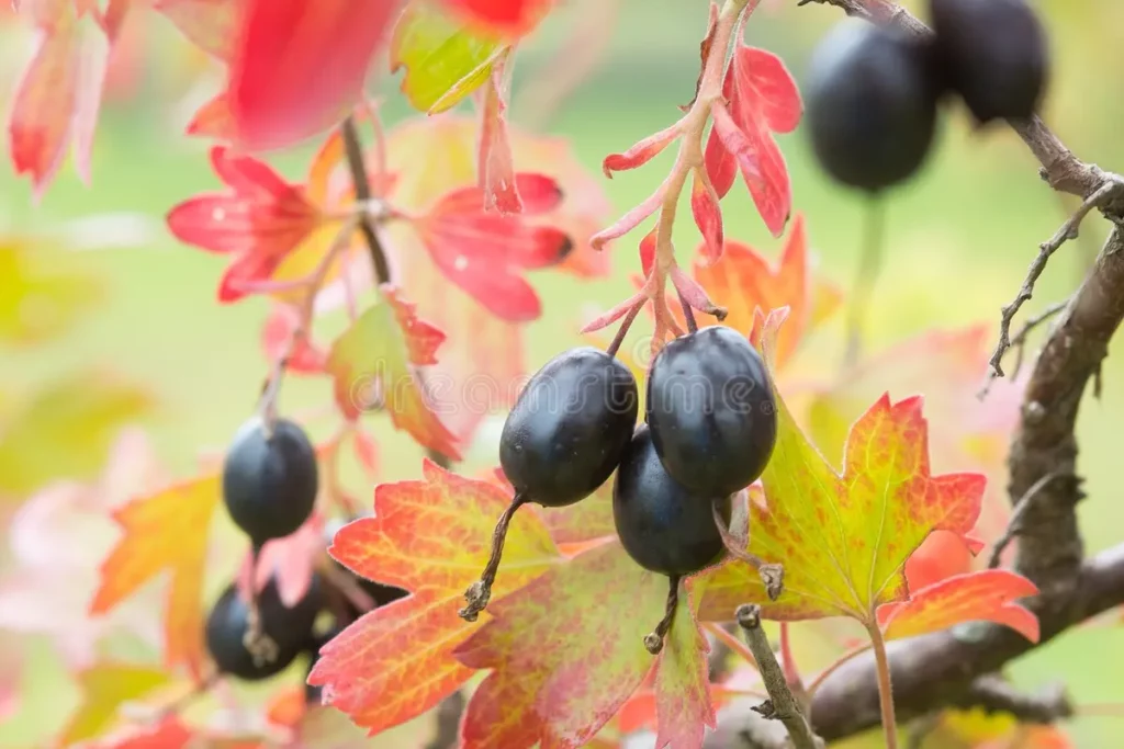 Золотистая смородина (Ribes aureum) имеет чёрные ягоды
