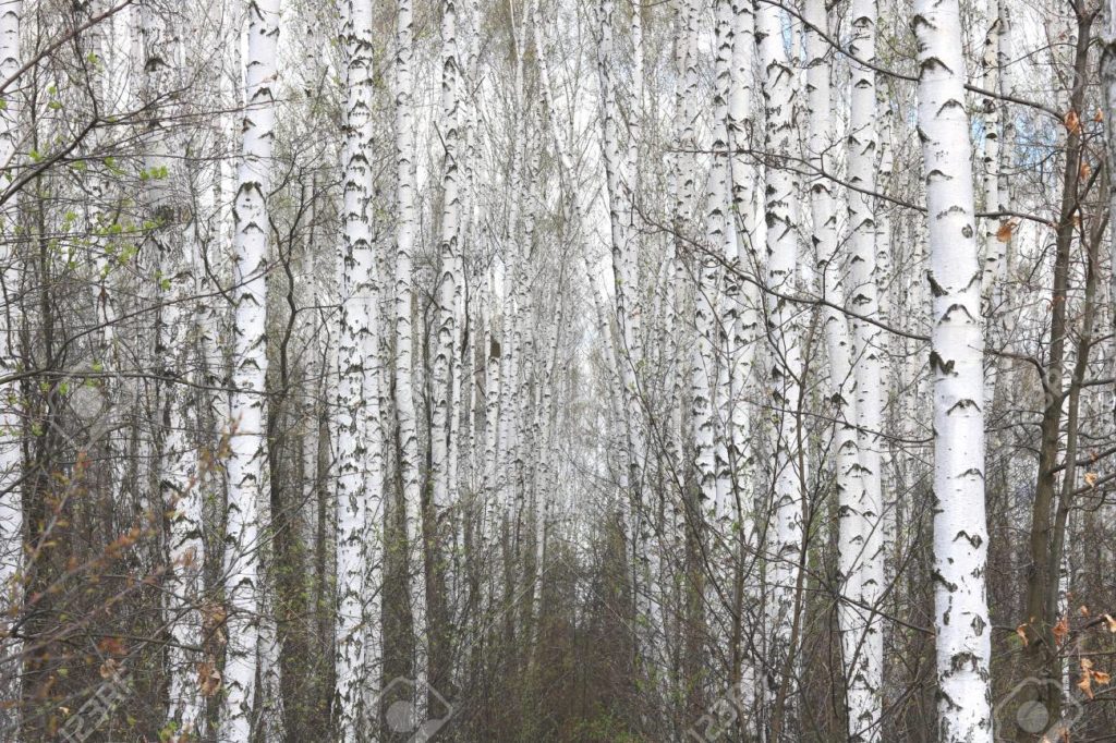 Берёза 100320920 hermosos abedules blancos en primavera en birch grove 1 1024x682 - Берёза