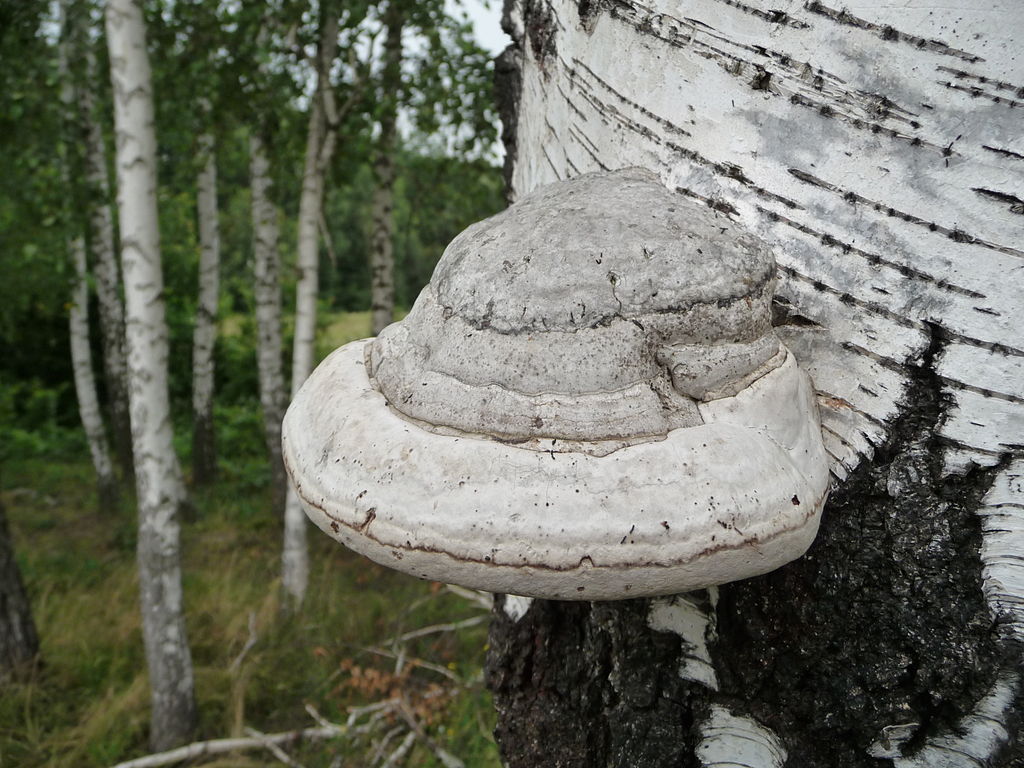 Трутовик настоящий / ©CC0 1.0 Трутовик настоящий