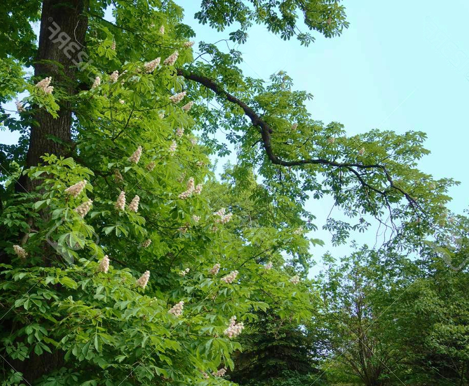  Каштан конский обыкновенный, Aesculus hippocastanum