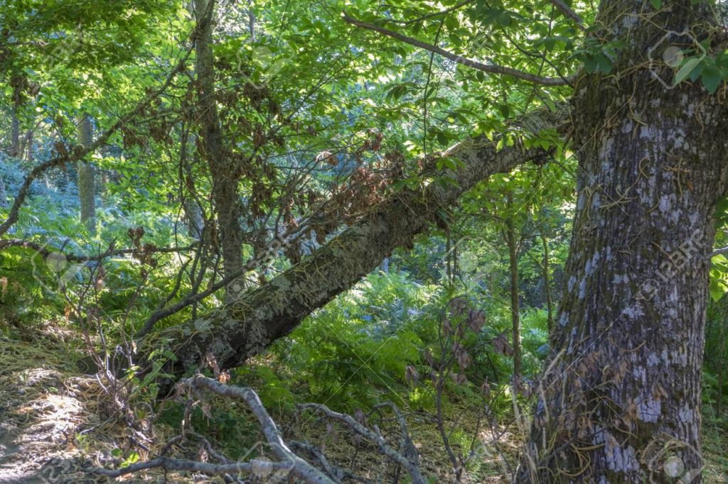 106036523 antiguo y milenario bosque de castanos en la provincia de zamora espana arboles de mas de 500 1024x682 - Каштан