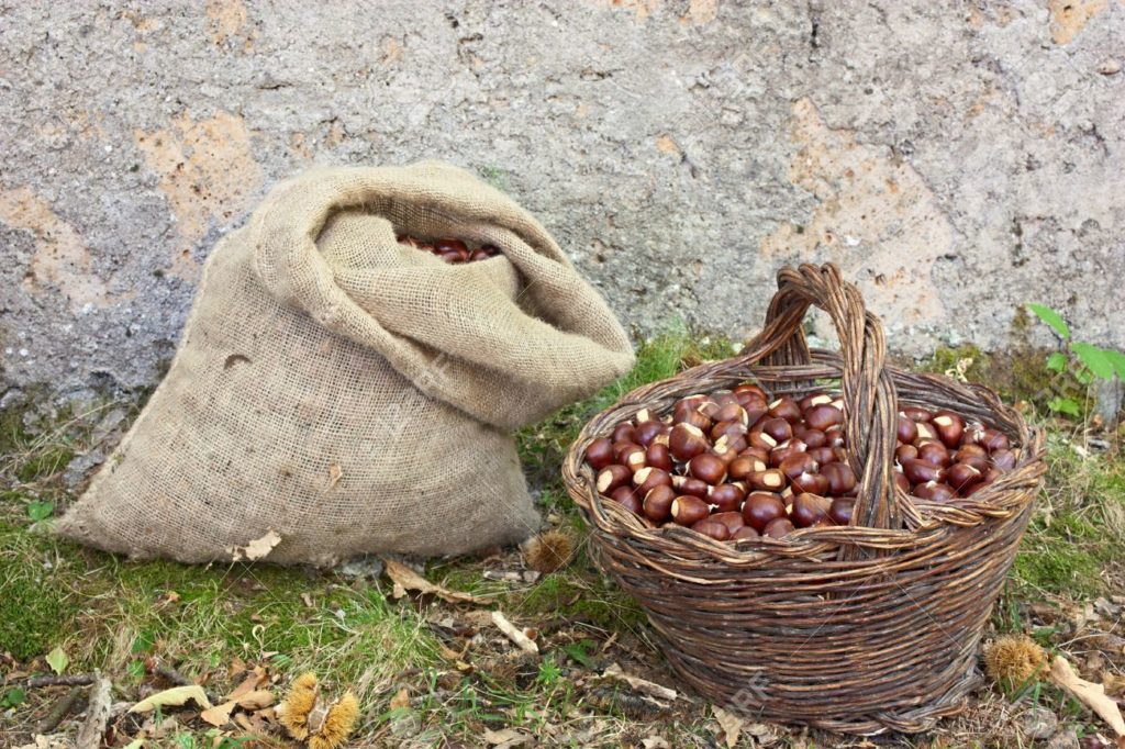 11019243 canasta y el saco de castanas la cosecha de la castana en el bosque 1024x682 - Каштан