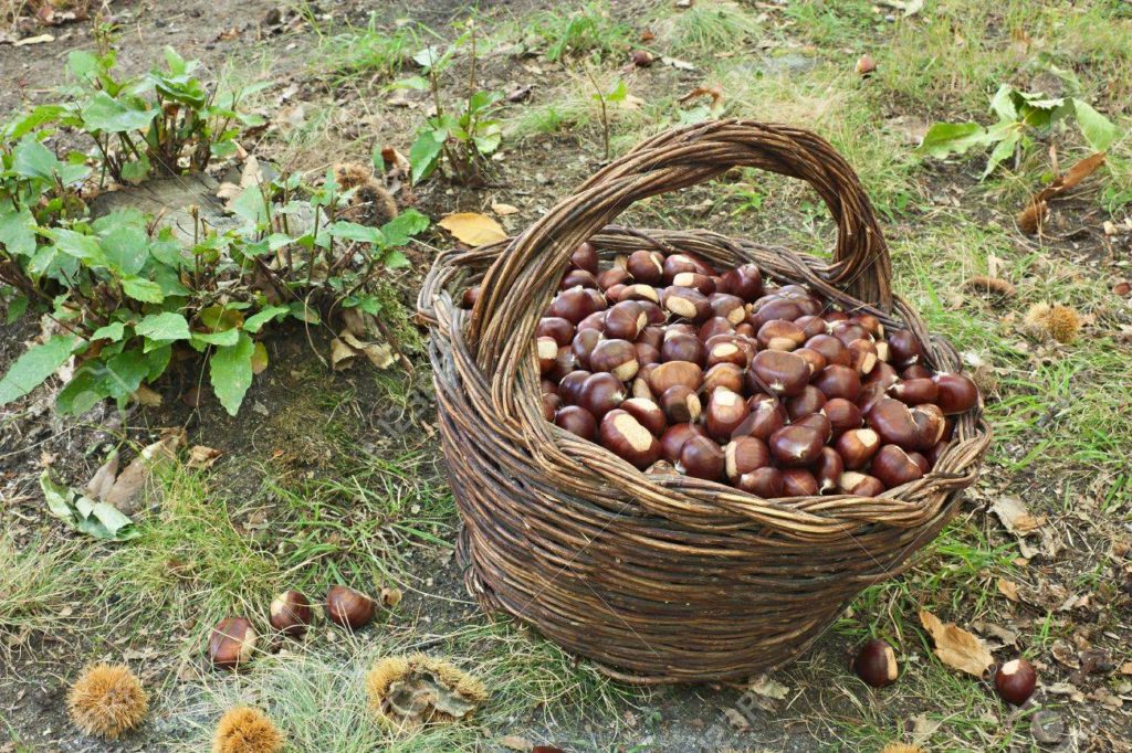11064762 cesta de castanas la recoleccion de castanas en el bosque 1024x682 - Каштан