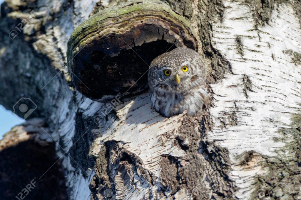 Берёза 117712027 buho pigmeo glaucidium passerinum rusia moscu 1 1024x682 - Берёза