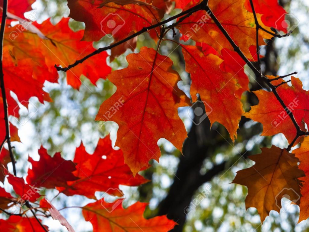 Дуб 127096368 hojas de roble rojo del norte o quercus rubra en otono contra el cielo con fondo bokeh enfoque 1024x768 - Дуб