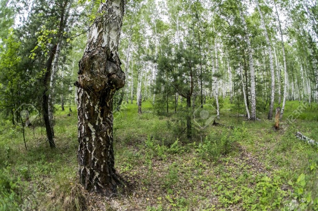 Берёза 127980959 hongo con el nombre latino inonotus obliquus crecio en abedul en el bosque 1 1024x680 - Берёза