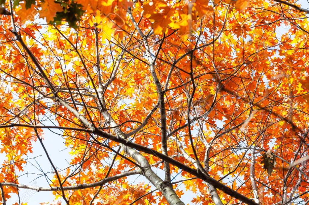 Дуб 131720397 vista inferior del exuberante follaje naranja del roble rojo en el soleado dia de otono 1024x682 - Дуб