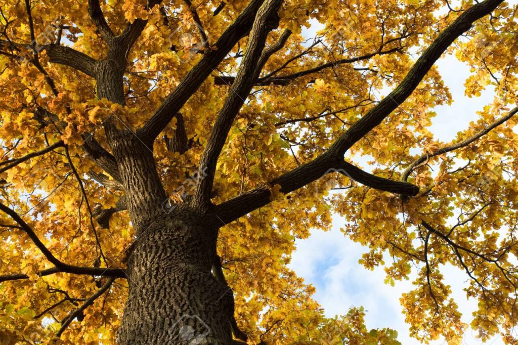 Дуб 131731486 cerrar ramas arbol roble con monton de hojas de naranja en la naturaleza en otono ver abajo 1024x682 - Дуб