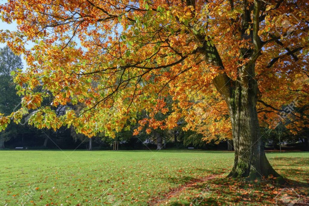 Дуб 131763027 viejo arbol de roble rojo del norte quercus rubra con coloridas hojas de otono en un parque 1024x682 - Дуб