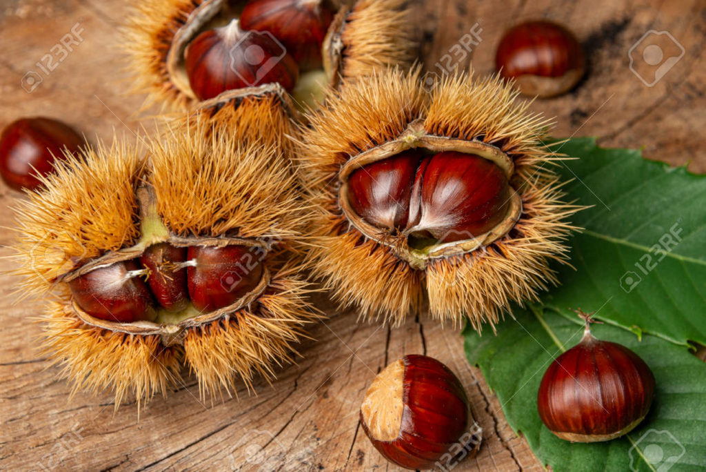 132174102 castanas castanea sativa sobre una mesa de madera antigua 1024x684 - Каштан