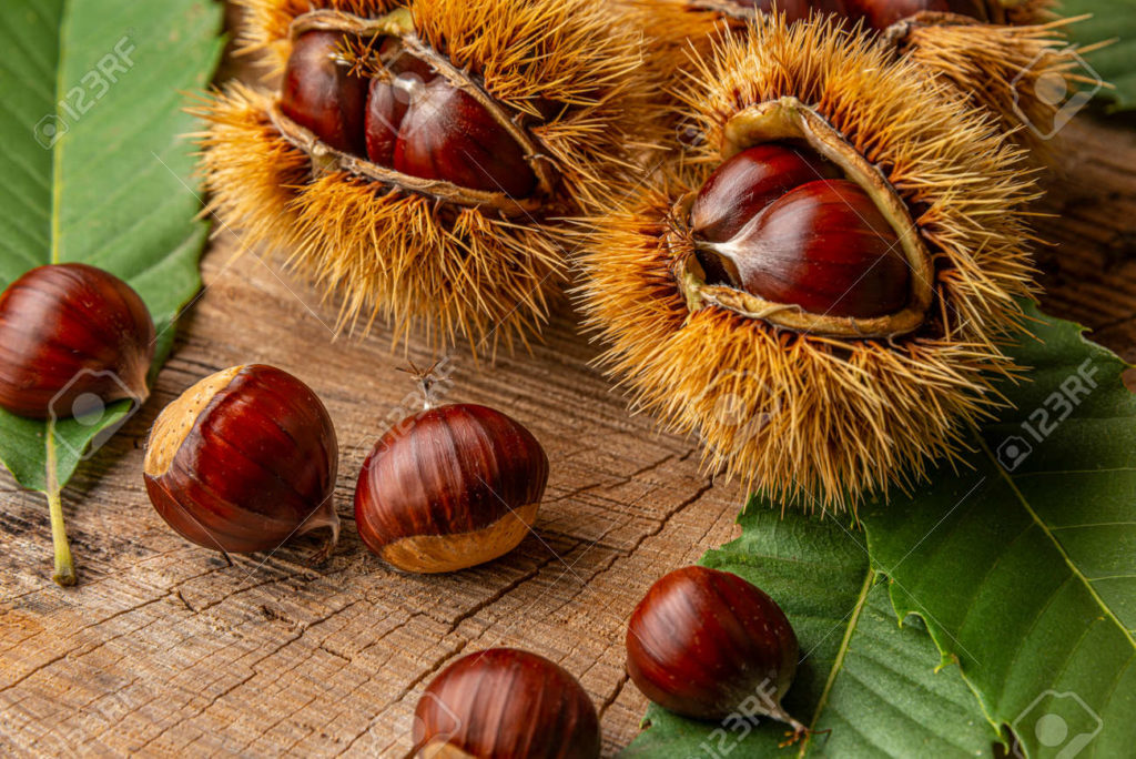 132174873 castanas castanea sativa sobre una mesa de madera antigua 1024x684 - Каштан