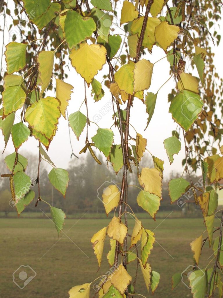 Берёза 132235268 betula pendula follaje en otono 1 767x1024 - Берёза