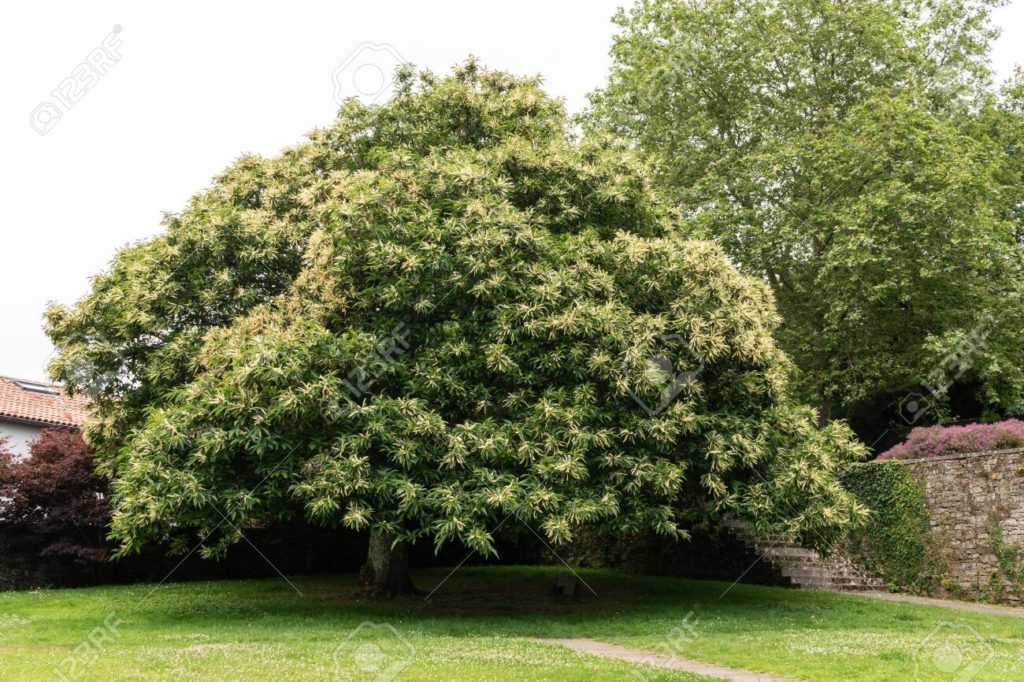 133102634 hermoso castano en plena floracion en un parque publico a principios del verano galicia espana 1024x682 - Каштан