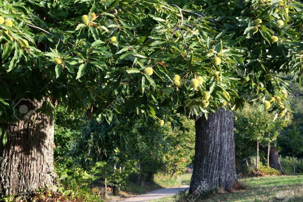 136397089 bosque de castanos en toscana en la temporada de otono antes de la cosecha italia 1024x682 - Каштан