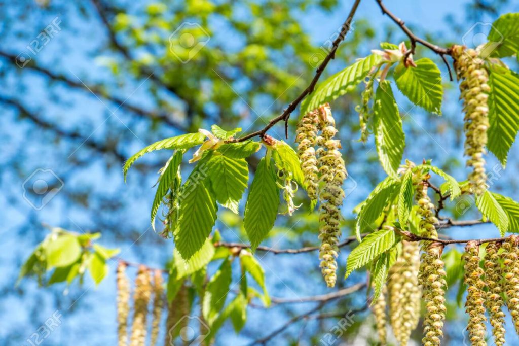 Берёза 142086305 flor de betula pendula en primavera 1 1024x682 - Берёза