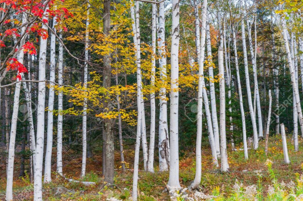 Берёза 148738113 troncos blancos de plata o bosque de abedules de papel en brillantes colores otonales 1 1024x682 - Берёза