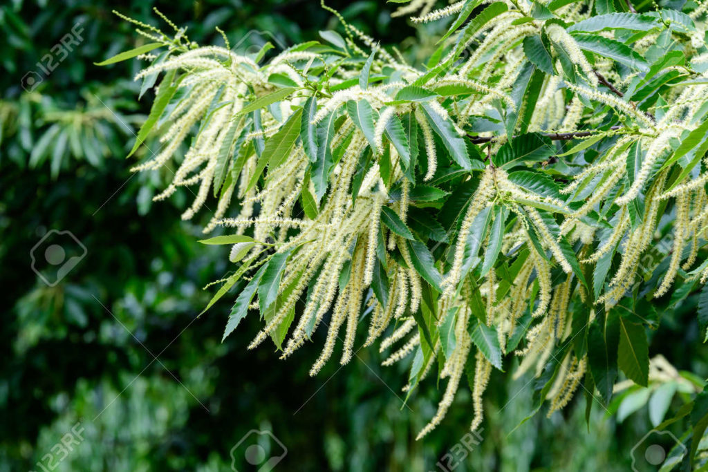 157051288 grandes ramas con flores verdes decorativas y hojas de castano dulce latin castanea sativa en un 1024x683 - Каштан