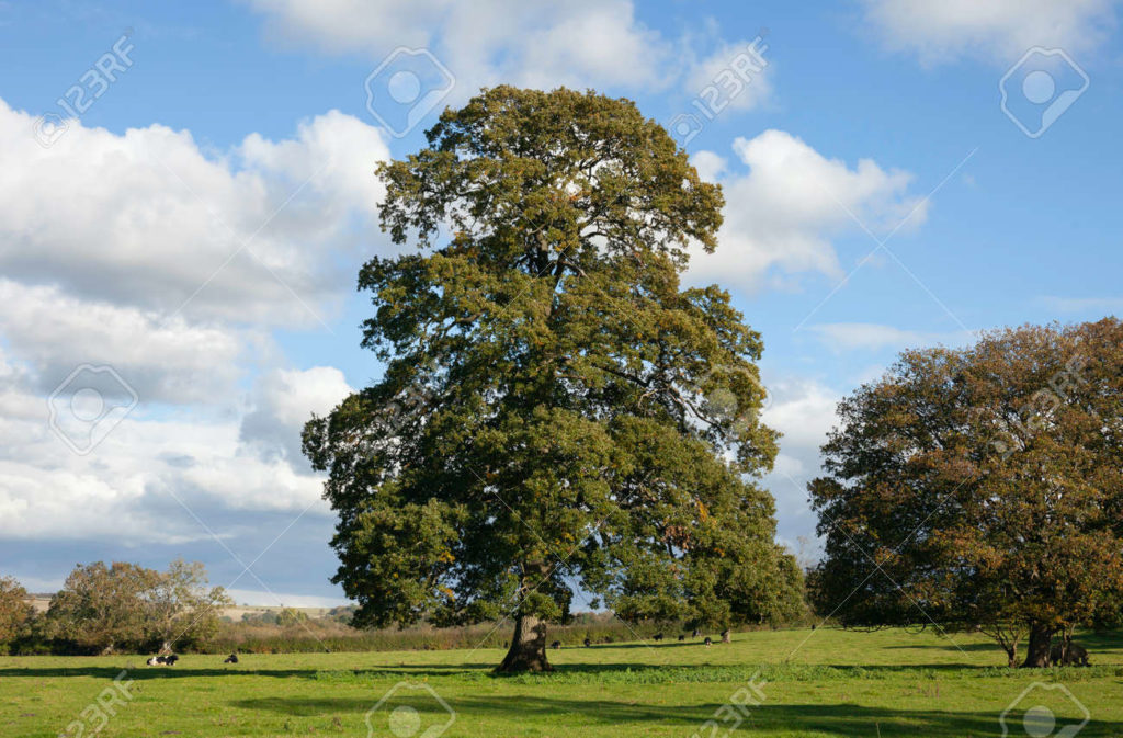 Дуб 158424664 roble comun quercus robur en la campina inglesa 1024x673 - Дуб