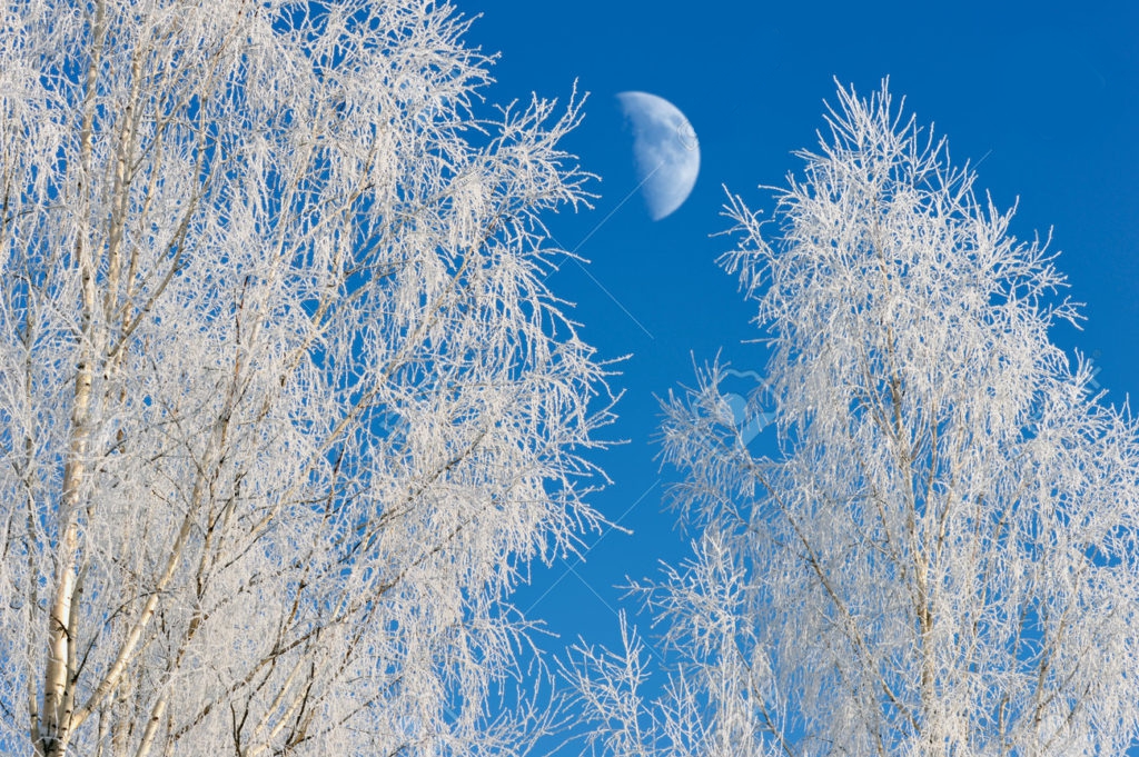 Берёза 160790037 media luna detras de abedules cubiertos de escarcha en invierno 1024x681.jpg - Берёза