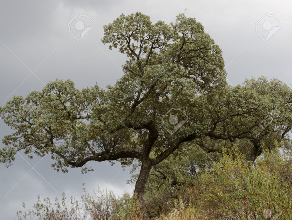 Дуб 161926617 roble siempre verde quercus ilex rotundifolia parque nacional de monfrague caceres extremadura. jpg 1024x771 - Дуб