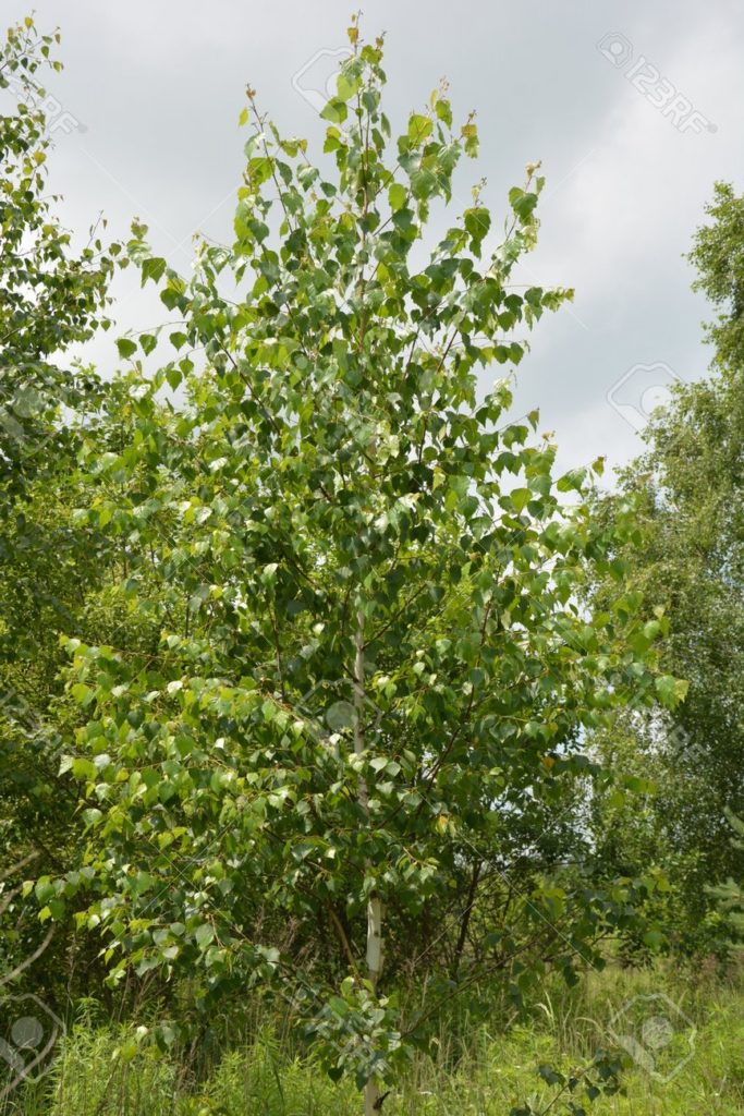 Берёза 163265266 hermosos abedules con corteza de abedul blanco en el bosque de abedules con hojas de abedul verde en 683x1024 - Берёза