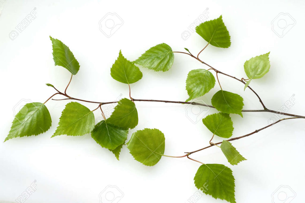 Берёза 164721893 el abedul abedul betula es un arbol autoctono que tambien se utiliza medicinalmente como planta 1024x681 - Берёза
