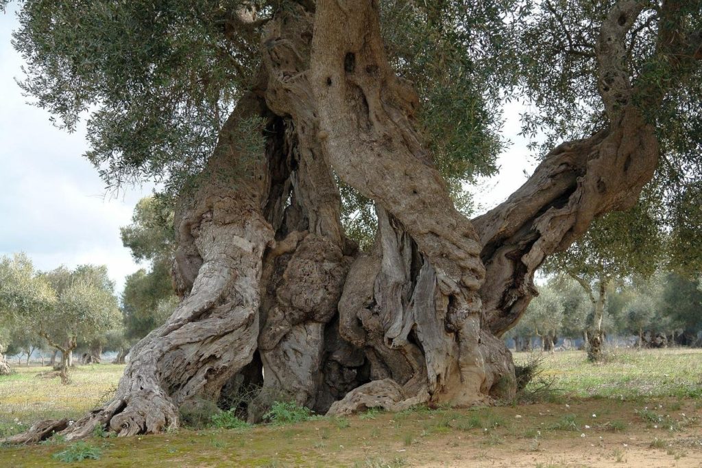 1649573995 17 vsegda pomnim com p aloinoe derevo foto 17 1024x682 - <strong>Олива</strong>