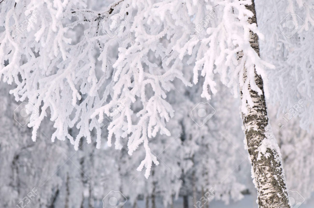 Берёза 172676114 abedul cubierto de escarcha y nieve 1024x680 - Берёза