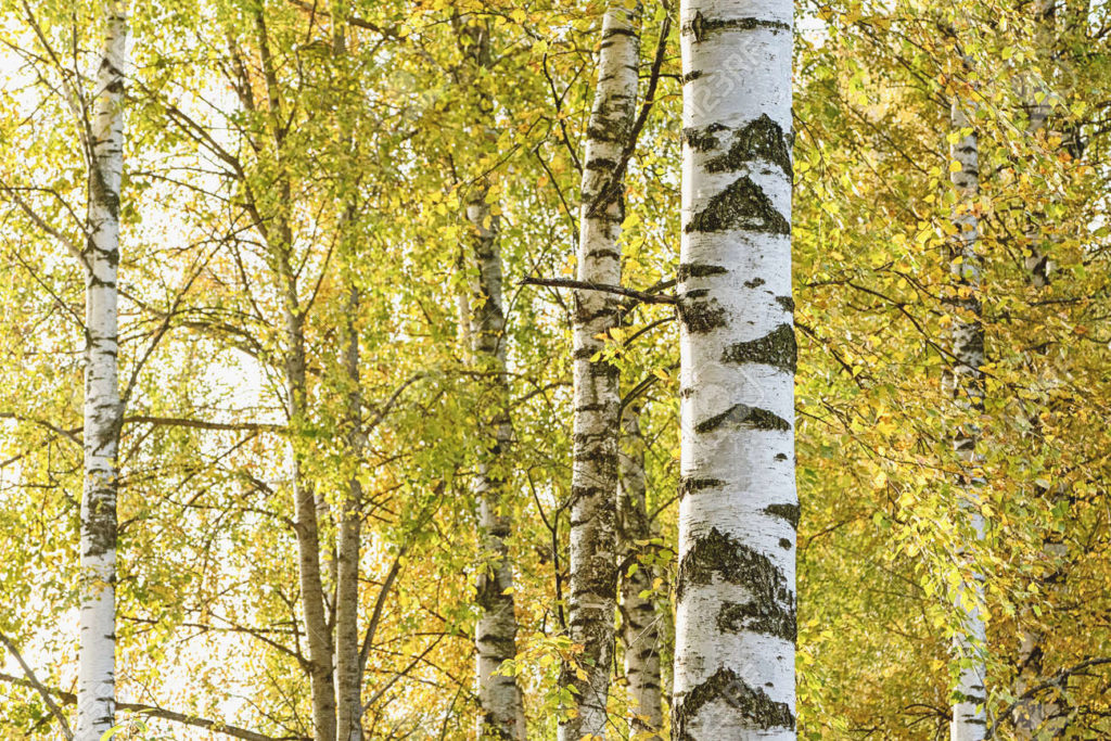 Берёза 175420983 sotobosque de abedules en otono abedules blancos en otono 1024x683 - Берёза