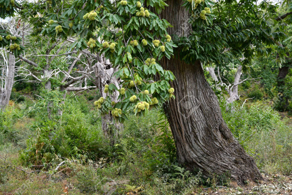 175441672 hermoso bosque de castanos centenarios con erizos casi maduros justo antes de la cosecha en octubre 1024x683 - Каштан