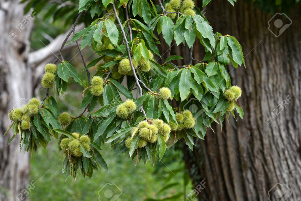 175442246 erizos casi maduros colgando de una rama de castano justo antes de la cosecha de castanos en octubre 1024x683 - Каштан