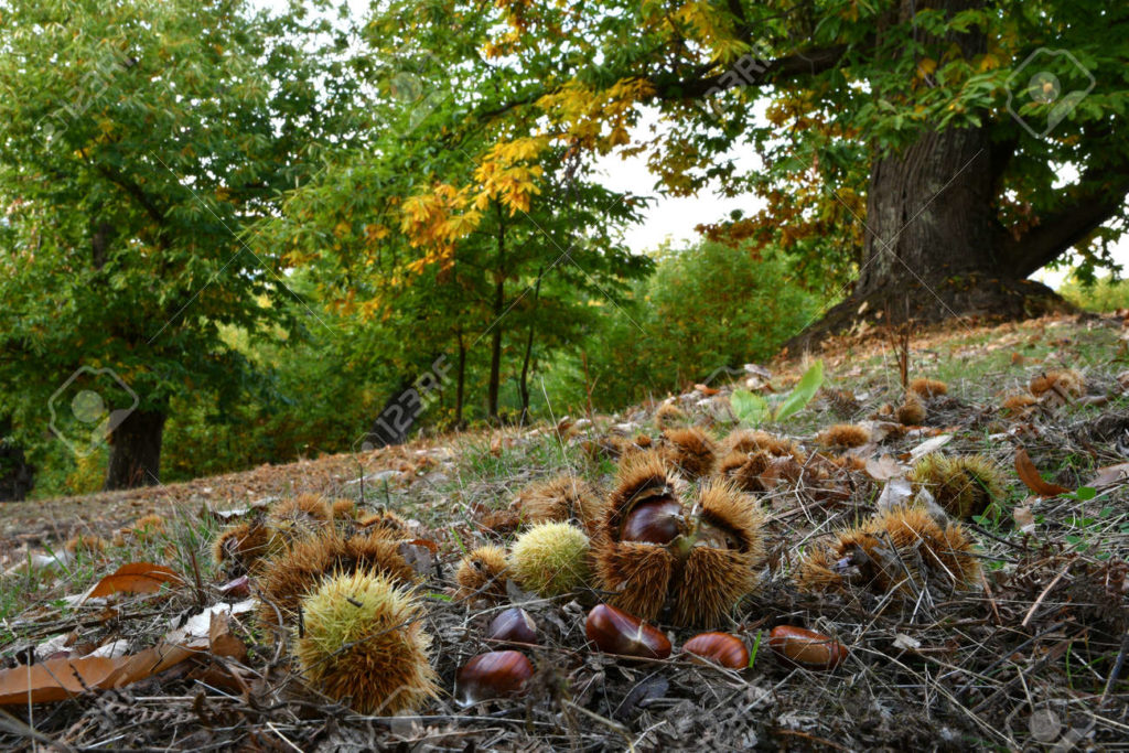 176405355 otono bosque de castanos en las montanas toscanas erizos y castanas caen al suelo epoca de la 1024x683 - Каштан