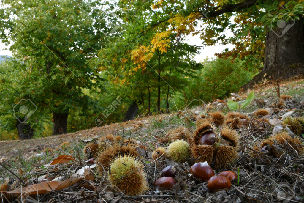 176405462 otono bosque de castanos en las montanas toscanas erizos y castanas caen al suelo epoca de la 1024x683 - Каштан