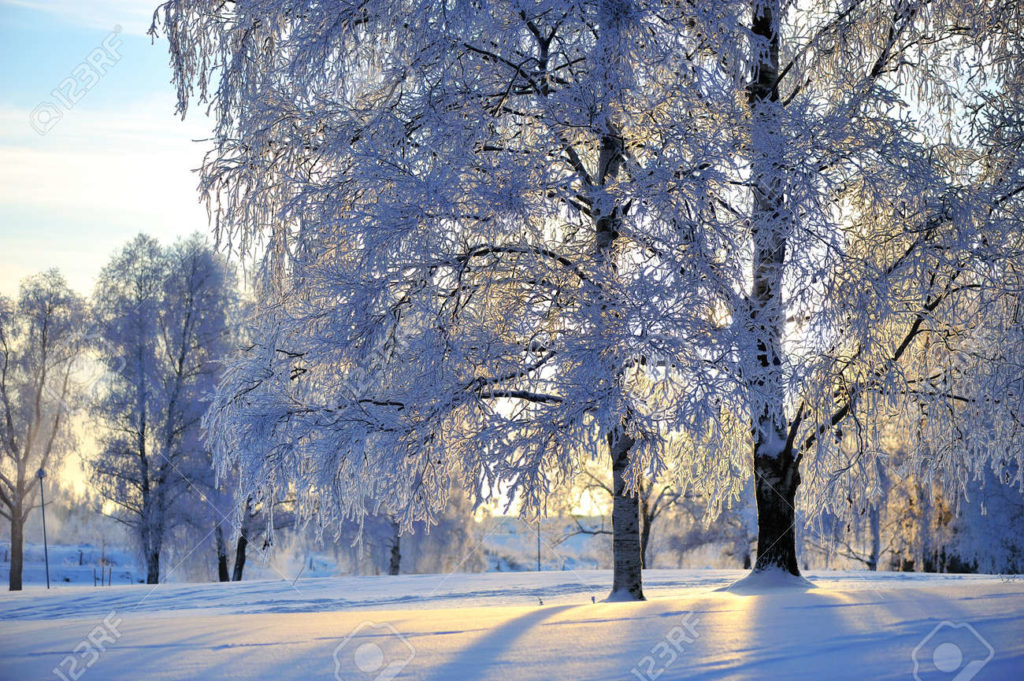 Берёза 177279967 abedul cubierto de escarcha betula pendula en el paisaje invernal retroiluminado por el sol de 1 1024x681 - Берёза