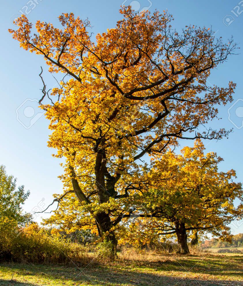 Дуб 177783920 arbol de roble antiguo quercus en el otono hojas amarillas en otono.jpg - Дуб