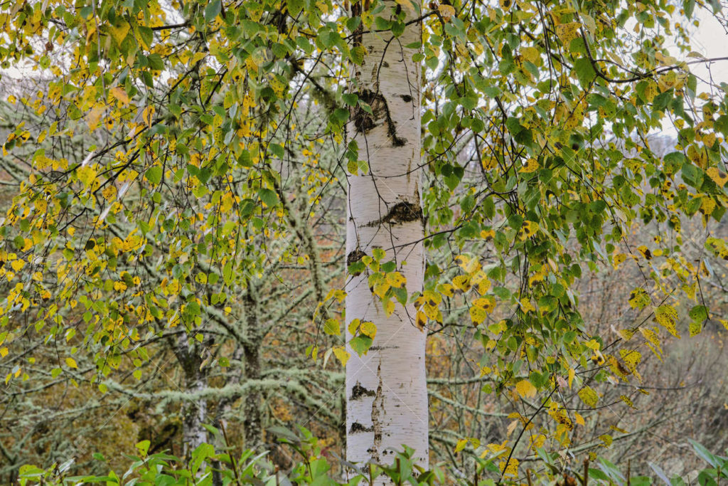 Берёза 178045345 betula pubescens o betula alba arbol caducifolio de abedul blanco europeo con follaje otonal 1024x683 - Берёза