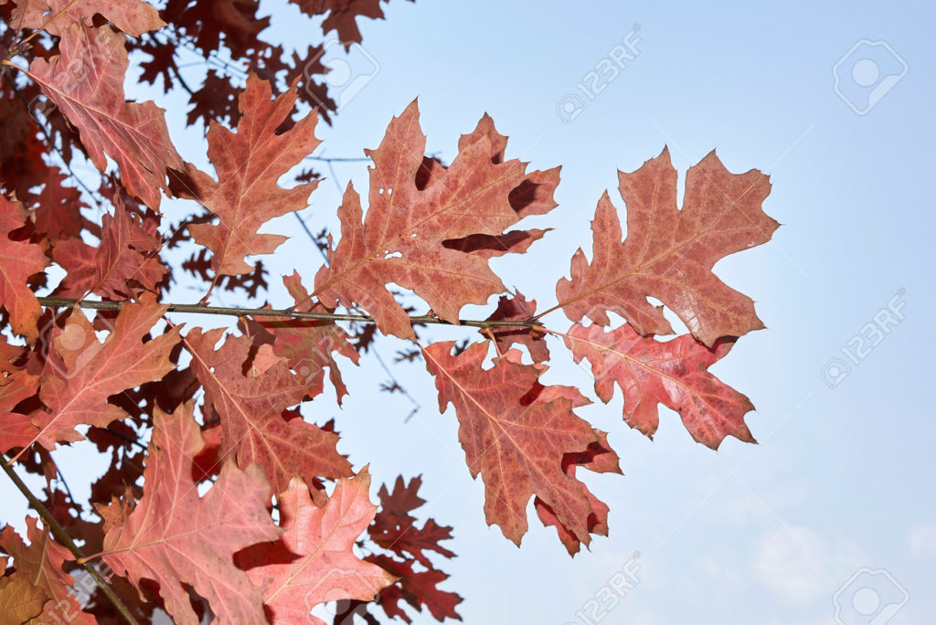 Дуб 178524151 quercus rubra colorido follaje en otono 1024x684 - Дуб
